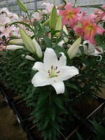 [5165 Zambesi Mak No01.JPG]